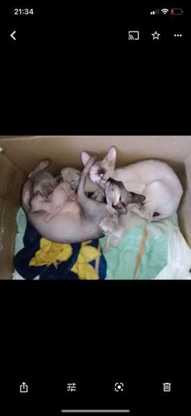 Котята сфинкса в Химках фото 19