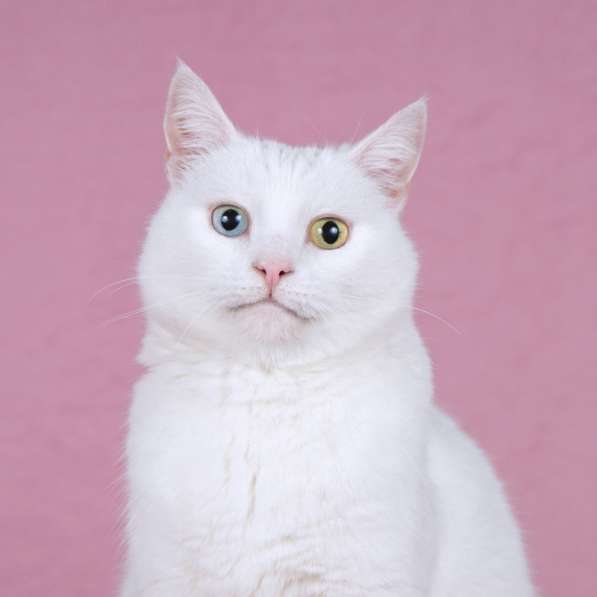 Белая кошка Лавли с разноцветными глазами в Москве фото 3