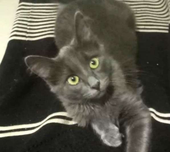 Котенок в добрые руки. Ласкушка Кирюша в Москве фото 17