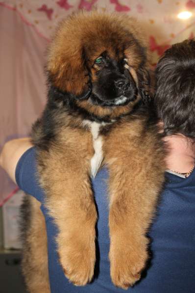 В продаже щенки Тибетского мастифа в Нижнем Новгороде фото 7