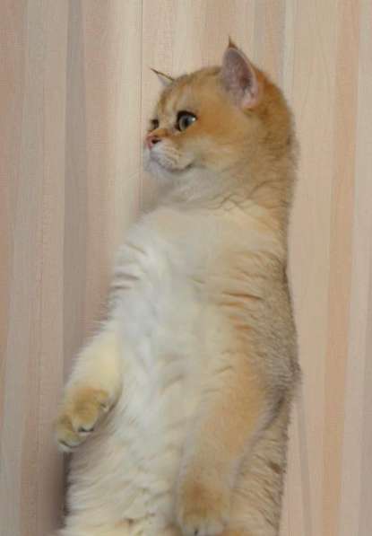 Предлагаем вам котят элитной породы британская золотая шинл в фото 4