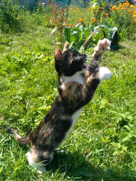 Котёнок - охотница в Санкт-Петербурге фото 3