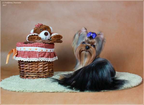 Девочка йоркширского терьера в Санкт-Петербурге фото 3