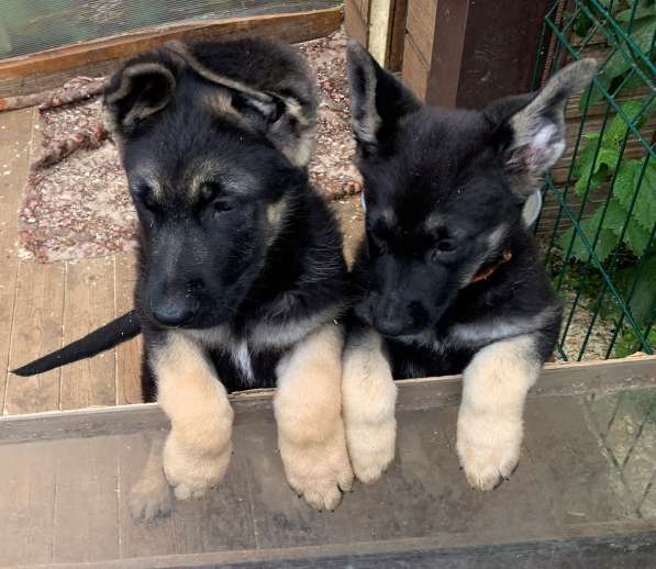 Щенки ВЕО с документами в Санкт-Петербурге фото 19