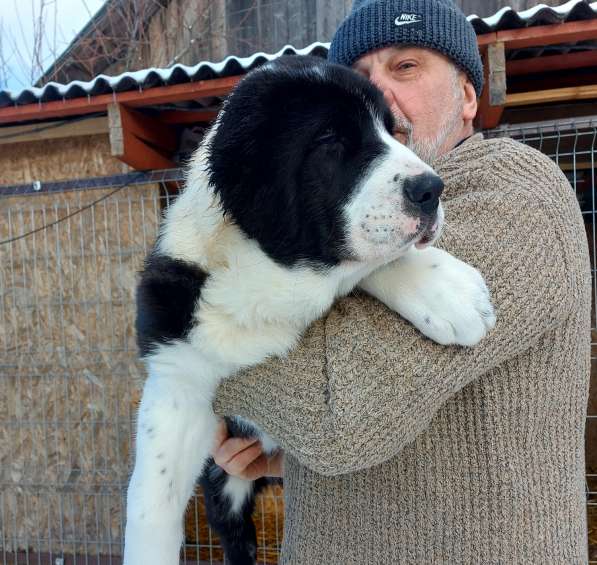 Шикарный парень САО, 3 мес в фото 5