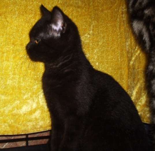 Черный шотландский котик и мраморная кошечка
