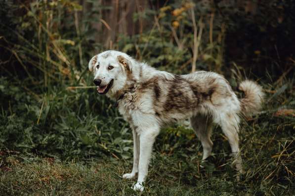 Очень ласковый пушистик ищет дом в Санкт-Петербурге фото 16