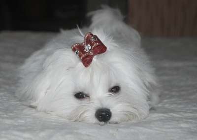 щенки мальтезе в Краснодаре