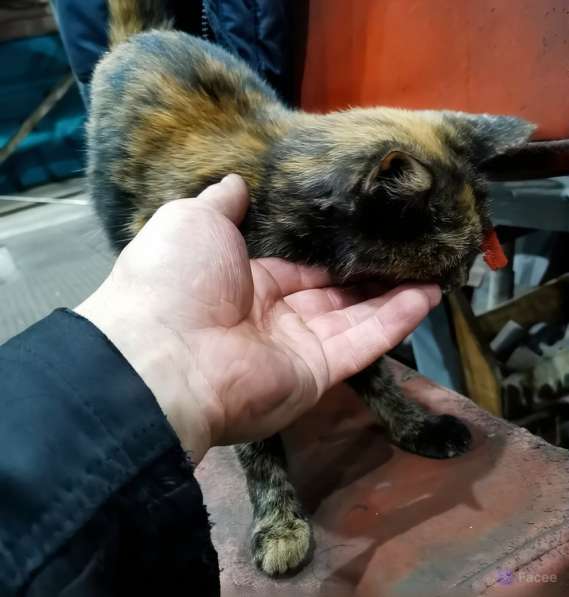 Отдам кошечку-подростка в добрые руки в Санкт-Петербурге