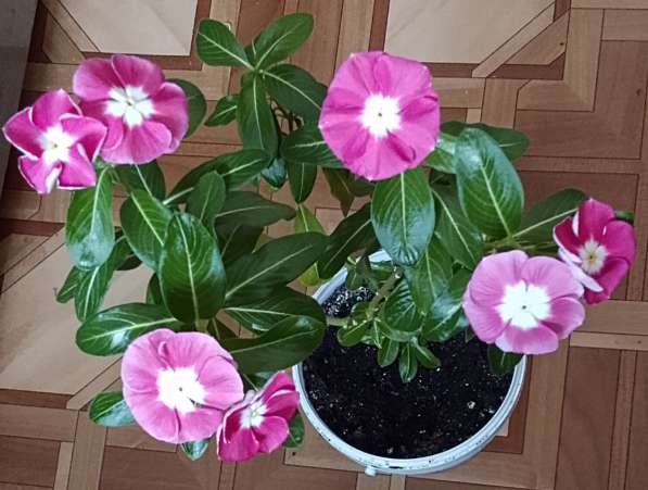 Катарантусы разных расцветок продаю в фото 43