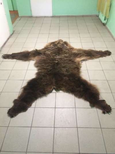 Шкура Бурого медведя в Барнауле фото 4
