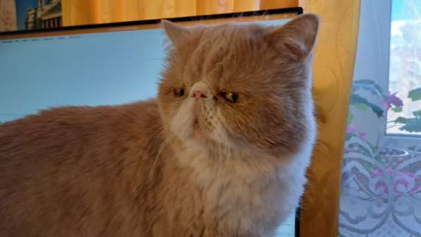 Экзотические котята в Екатеринбурге