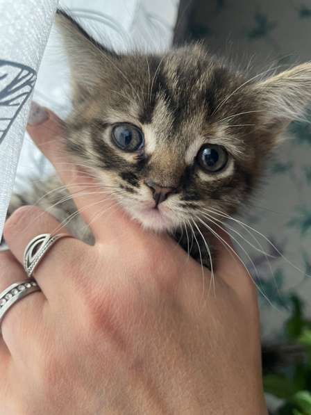 Котята в Луховицах фото 6