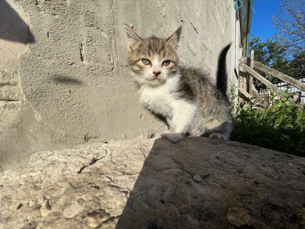 Котята
