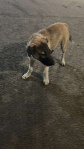 Джим ищет любящих хозяев! в Видном фото 3