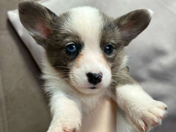 Корги кардиган