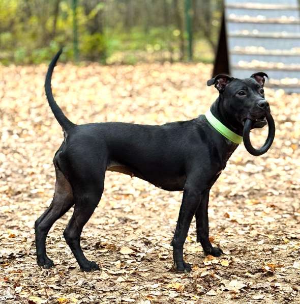 Питбуль Джуна 10 месяцев ищет дом в Москве фото 7