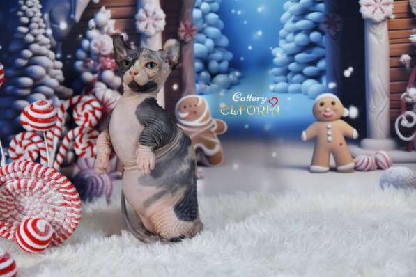 Котята Sphynx, Elf, DWELF в фото 8