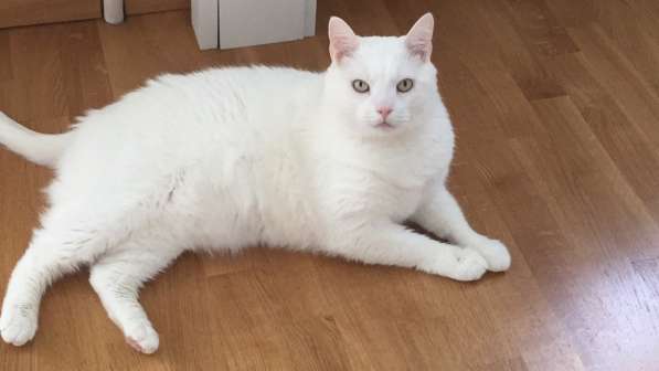 Срочно котик в дар в фото 4