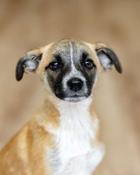 Комочек ласки и нежности Лизи ищет дом в Москве