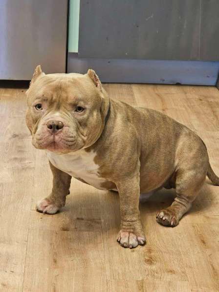 Открыта Бронь на American Bully премиум качества в фото 6