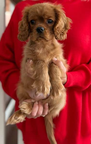 Кавалер Кинг Чарльз спаниель