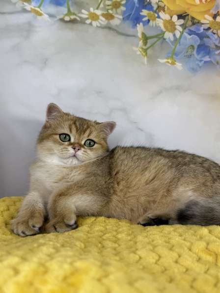 Шотландский мальчик золотая шиншилла