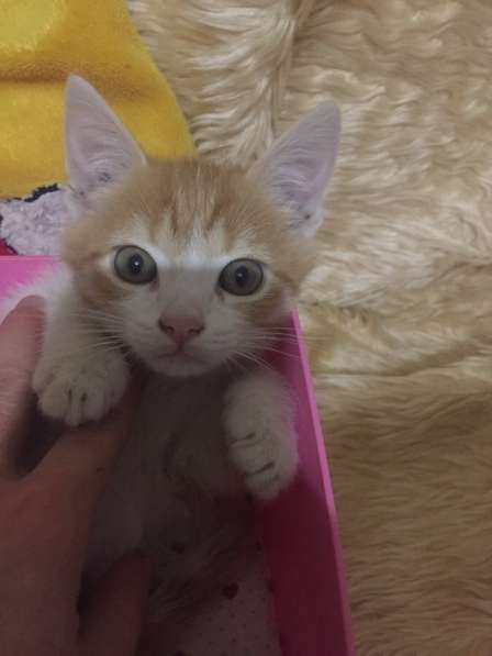 Котёнок Аврелий в Волгодонске фото 3