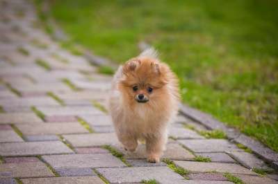 Щенков померанского шпица в Краснодаре фото 5