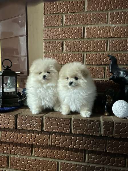 Померанский шпиц в Березниках