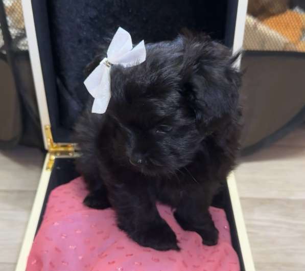 Мальтипу в Санкт-Петербурге