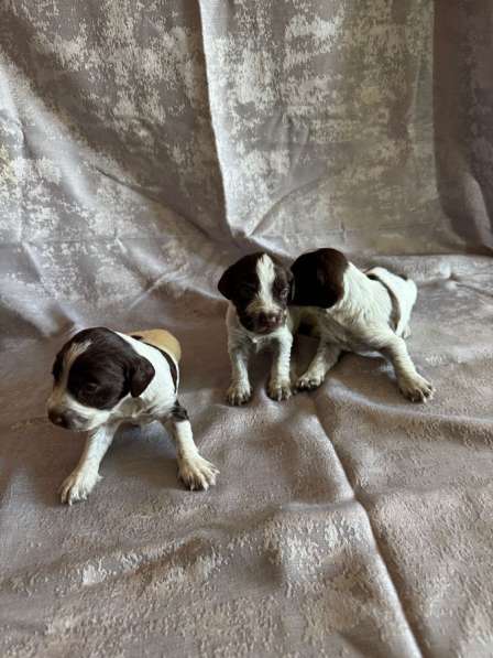 Щенки (Русский охотничий спаниель) в Уссурийске фото 3