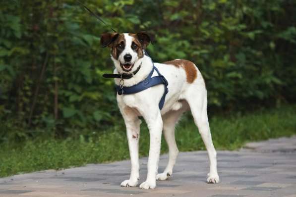 Познакомьтесь с невероятно спокойным и умным Арни! в Москве фото 4