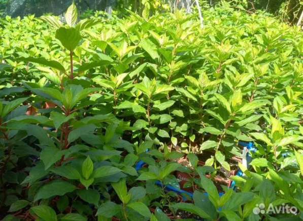 Гортензии метельчатые в Самаре фото 3