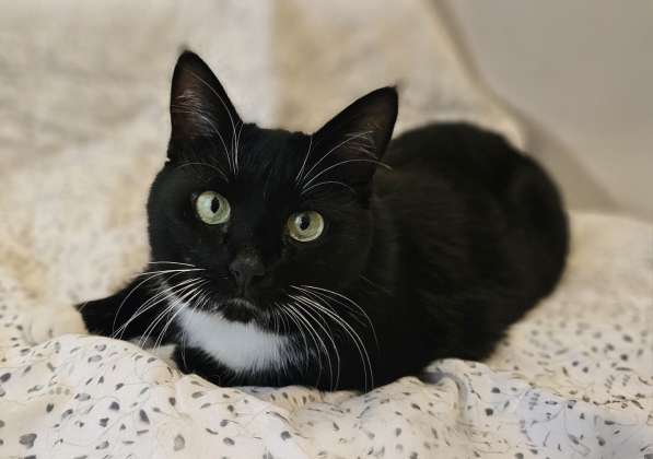 Очаровательная кошка Соня в дар