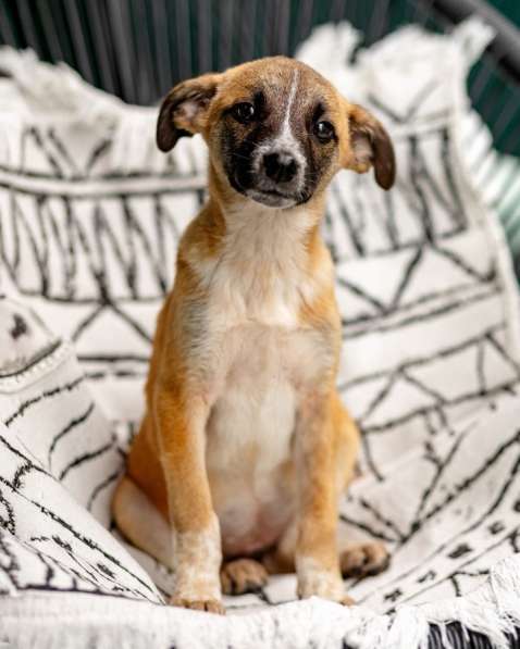 Комочек ласки и нежности Лизи ищет дом в Москве фото 5