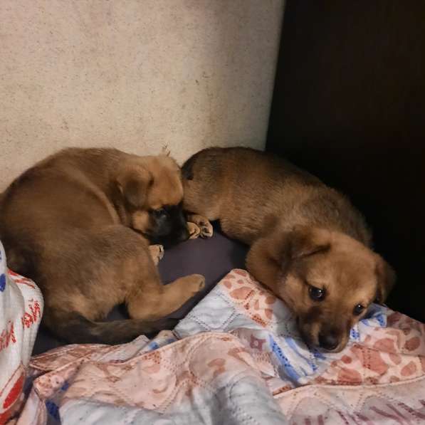 Отдам щенят в Иркутске фото 8