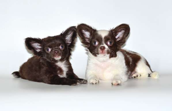 Мальчики чихуахуа