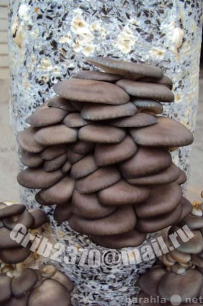Мицелий для выращивания грибов вешенка. в Краснодаре фото 7