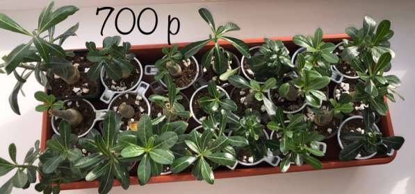 Адениум. Сахалин в Аниве фото 4