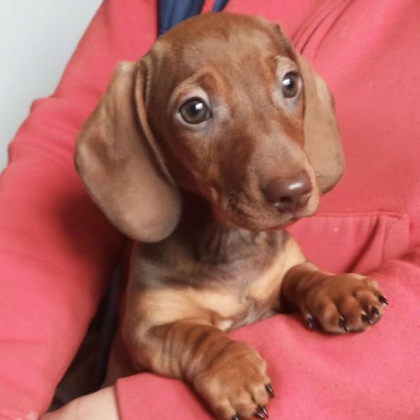 Клубные щенки рыжики в Москве фото 10