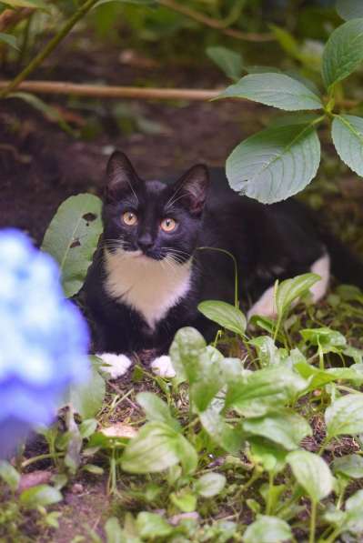 Обаятельный котенок Кузьма в добрые руки! в Москве