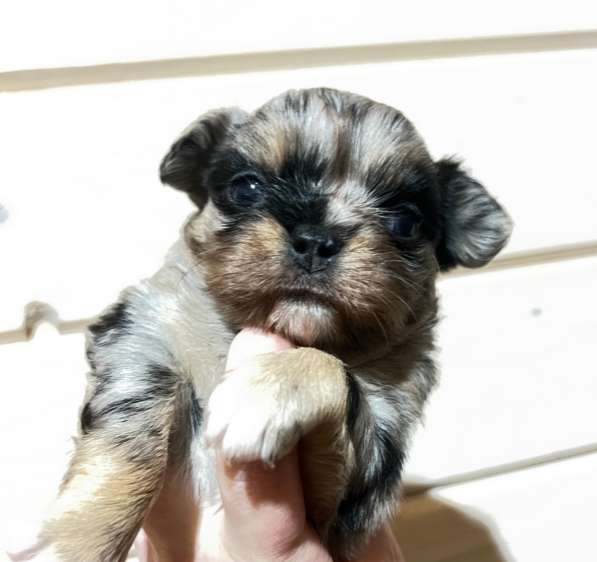 Девочка чихуахуа