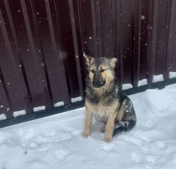 Щенки 6 месяцев помесь ВЕО в Калуге фото 4