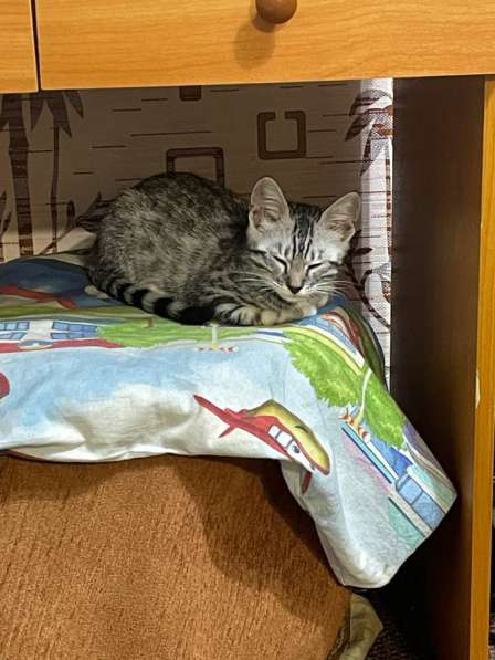 Бенгальский кот в Орле фото 4