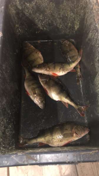 Эвакуатор 24 часа в Санкт-Петербурге фото 11