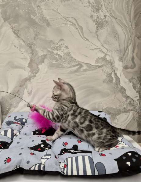 Бенгальские котята из питомника в Санкт-Петербурге фото 3