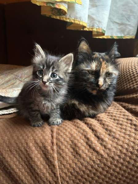 Котята в Малаховке фото 6