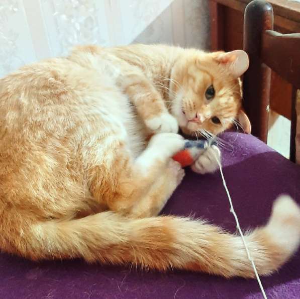 Красивый рыжий кот ищет дом