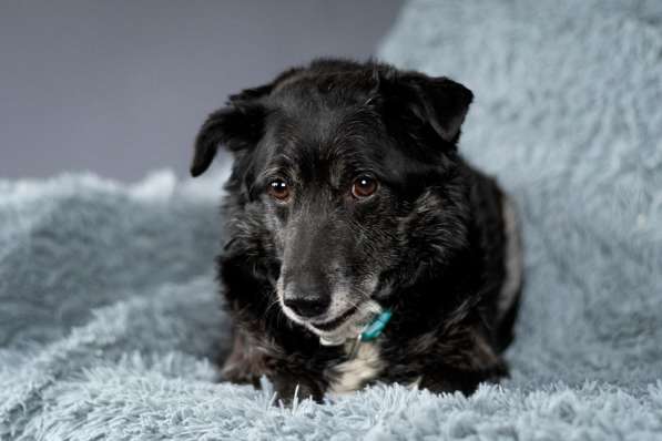 Пушистый Дедуля мечтает стать домашним в Москве фото 4